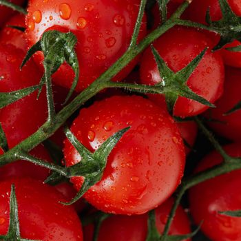 tomate grappe - france